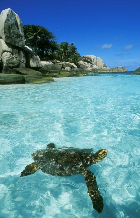 Magic Places, Cocos Island, Costa Rica Vacation, Clear Blue Water, Costa Rica Travel, A Turtle, France Paris, Honeymoon Destinations, Cozumel