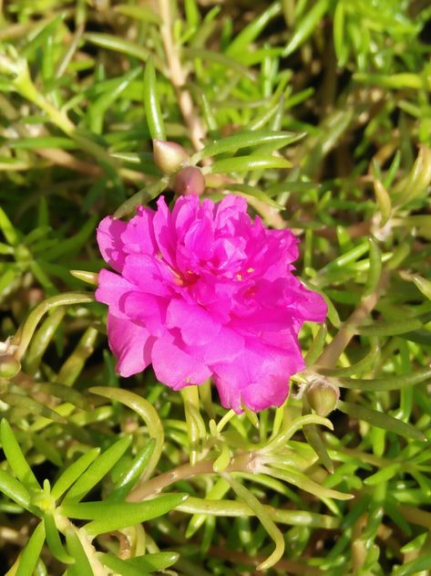 9 o'clock flower Clock Flower, Beautiful Pink Flowers, O Clock, Pink Flowers, Clock, Plants, Flowers, Pink