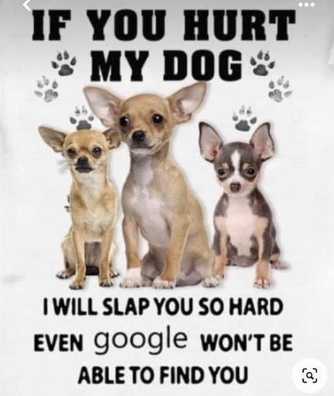 Chihuahua Quotes, Dog Poems, Baby Chihuahua, Chihuahua Funny, Chihuahua Mom, Dog Quotes Love, Teacup Chihuahua, Chihuahua Lover, Cute Dog Pictures