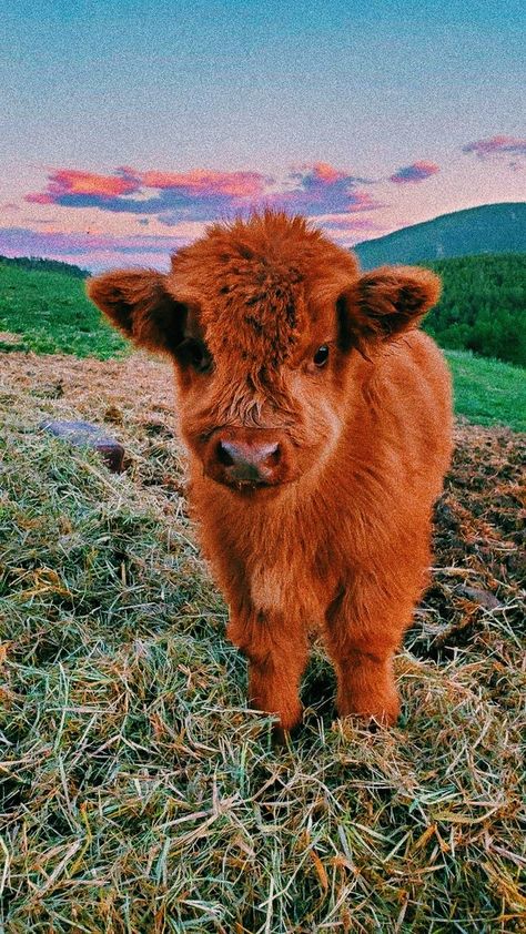 Fuzzy Cow Wallpaper, Cute Cow Background, Mini Highland Cow, Cow Names, Miniature Cows, Cow Wallpaper, Wings Wallpaper, Mini Cows, Cute Baby Cow