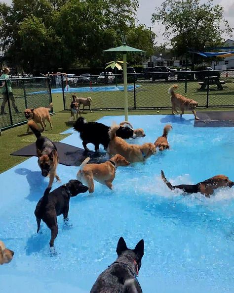 Luxury Dog Daycare, Dog Daycare Aesthetic, Doggy Daycare Aesthetic, Doggie Daycare Ideas Business, Doggie Daycare Ideas, Doggy Daycare Ideas, Doggy Daycare Business, Party For Dogs, Dog Facility