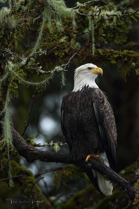 Bald eagle Bald Eagle Aesthetic, Bald Eagle Photography, Bald Eagle Photo, Eagle Wallpaper, Bird Types, Tree Faces, American Bald Eagle, Bald Eagles, Creative Birthday