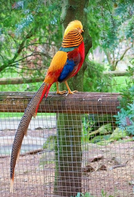 Golden pheasant - by Colinaka Red Golden Pheasant, Golden Pheasant, What Is A Bird, Kinds Of Birds, Bird Watcher, Exotic Birds, Wildlife Nature, Red Wing, Pretty Birds