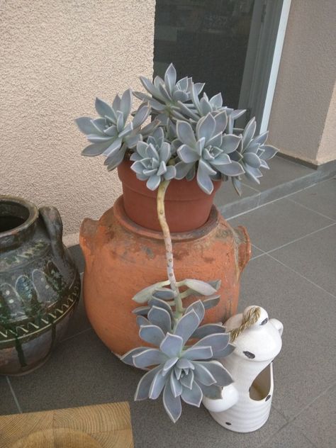 Gray ghost plant Gray Ghost, Ghost Plant, Planter Pots, Ghost, Plants, Quick Saves, Art