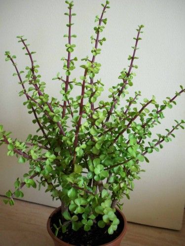 Elephant Bush, Succulent Names, Garden Arrangement, Elephant Plant, Money Tree Plant, Succulent Collection, Succulents Cactus, Drought Resistant, Garden Shrubs