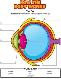 Parts Of The Eyes Worksheet, Parts Of The Eyes, Eyeball Diagram, Human Eye Diagram, Eye Diagram, Parts Of An Eye, Body Science, Human Body Science, Human Body Activities