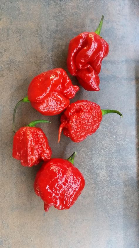 I've been gifted 5 Trinidad scorpion chilis (2nd hottest in the world) no idea what to do with them and looking for suggestions. [OC] #TTDD#TheThingsDadsDo Trinidad Scorpion, 3 Day Military, Hot Sauces, Lose 10 Pounds, Food Cooking, The Promise, 10 Pounds, Recipes Food, One Week