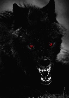 Wolf With Red Eyes, Scary Wolf, Angry Wolf, Werewolf Aesthetic, Shadow Wolf, Der Joker, Ocean Blue Eyes, Dragon Artwork Fantasy, Wolf Photos