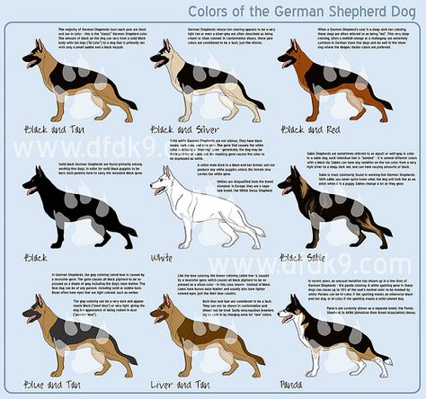 german_shepherd_colors Animal Genetics, German Shepherd Colors, Silver German Shepherd, German Shepherd Training, German Shepherd Breeds, White Shepherd, White German Shepherd, Dog German, Horse Costumes