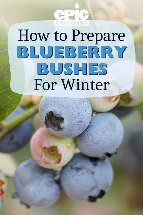 Close up of a small bundle of blueberries hanging from its stem Propagating Blueberry Bushes, How To Winterize Blueberry Bushes, Blueberry Farming, Blueberry Bush Care, Growing Blueberries Bushes, Homesteading Projects, Blueberry Tree, Epic Gardening, Blueberry Bush