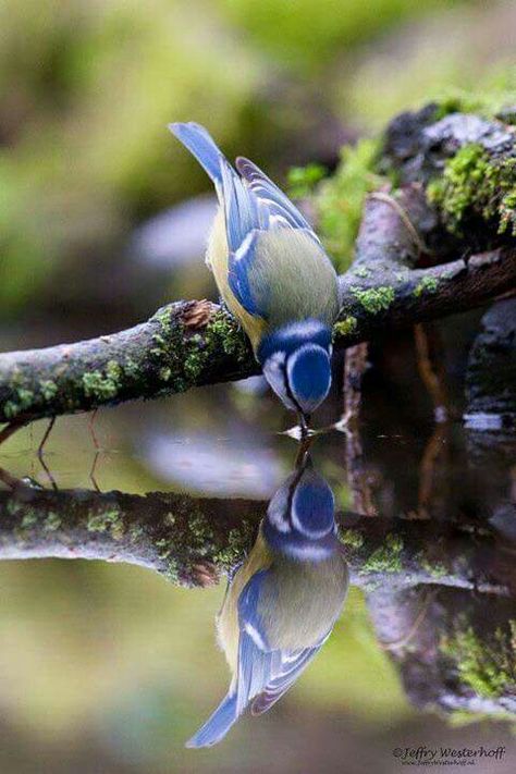 Bluejay Water Reflection Photography, Water Reflection, Reflection Photography, Water Reflections, Birds And Butterflies, Pretty Birds, For The Birds, Woodland Creatures, Blue Jay