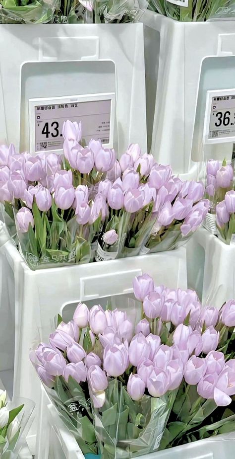 Lilac Tulips, Felix Core, Tulip Flower Pictures, Photo Cover, Aesthetic Purple, Simple Phone Wallpapers, Tulip Bouquet, Purple Tulips, Luxury Flowers