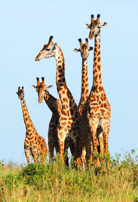 Family of giraffes. In the Masai Mara Reserve (Kenya , #affiliate, #Masai, #giraffes, #Family, #Kenya, #Reserve #ad Giraffe Pictures, Giraffe Family, Masai Mara, Cute Giraffe, Baby Giraffe, Wildlife Animals, African Animals, Zebras, Beautiful Creatures