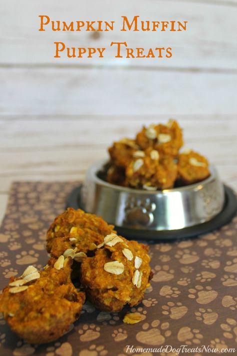 Pumpkin Puppy Muffins.   ½ cup pumpkin puree,  1 cup whole wheat flour,  1 cup quick cook oats,  1 Tbsp. Coconut oil,  1 egg,  ½ tsp. Vanilla,  1 Tbsp. honey,  ¼ cup Greek yogurt,  1 tsp. Cinnamon,  1 tsp. Ginger,  ¼ cup water. Dog Muffins Recipe Pumpkin, Peanut Butter Pumpkin Dog Treats, Fall Dogs, Muffins Homemade, Dog Muffins, Dogs Treats, Muffins Recipes, Dog Biscuit Recipes, Easy Dog Treats