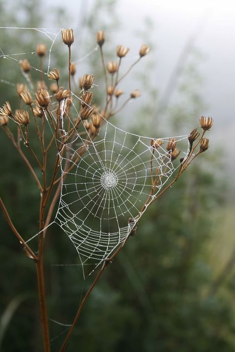 spider, web, grass, morning, dew, insect, outdoors, spider web | Piqsels Spider Web Drawing, Spider Web Tattoo, Public Domain Photos, Spider Art, Macro Shots, Spider Web, Sri Lanka, Art Inspo, Insects