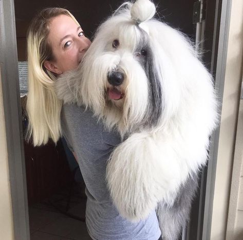 Old English Sheepdogs, Old English Sheepdog Haircut, Sheepadoodle Grooming Styles, Aussiedoodle Haircut, Sheepadoodle Grooming, Old English Sheep Dog, Sheepdog Breeds, English Sheepdog Puppy, Old English Sheepdog Puppy