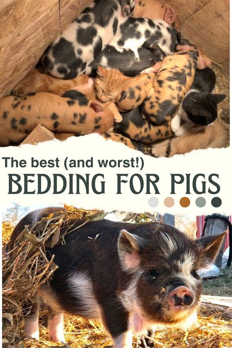 Guidelines for choosing the best bedding material for your pigs. How much bedding is needed for piglets, weanlings, or farrowing sows. What pig bedding is the most comfortable, the most absorbent, or the most sturdy. How to dispose of used bedding. Pig Fence Ideas, Diy Pig Pen Outside, Pig Symbolism, Kunekune Pig Pen, Pig Barn Ideas, Pig Keeping, Pigs Farming Livestock, Pig Pen Ideas, Keeping Pigs