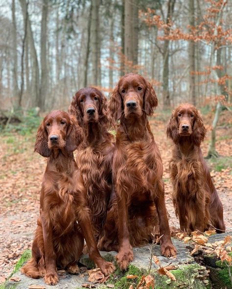 Dog Argentino, Irish Dog Breeds, Red Setter Dog, Irish Setter Puppy, Setter Puppies, Irish Red Setter, Red Setter, Coaster Patterns, Hunter Dog