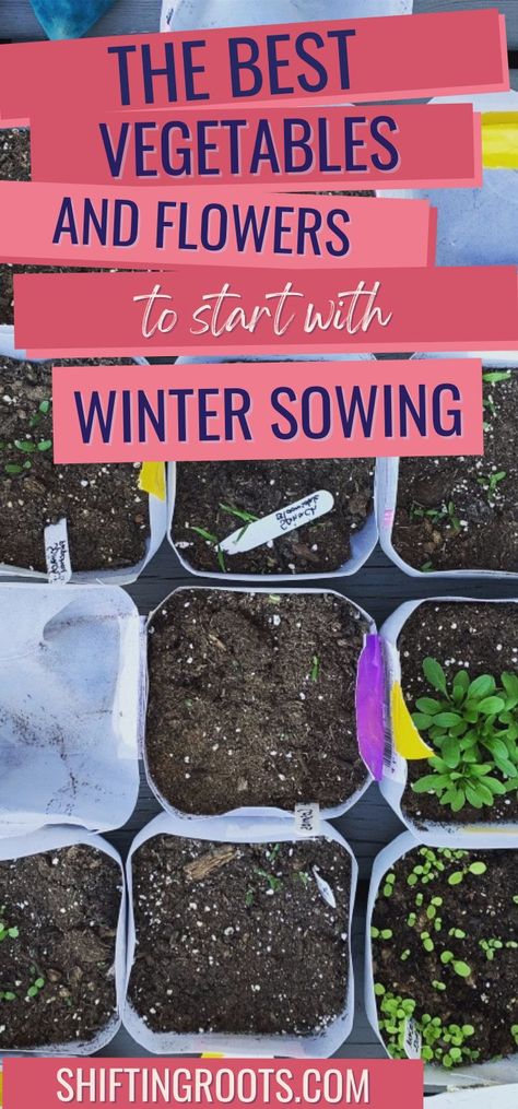 If you're curious about which flowers and vegetables are best for winter sowing, look no further. Check out my list of the best seeds to start with winter sowing here. Seeds To Plant In January, January Planting Seed Starting, Winter Seed Starting, Winter Sowing Vegetables Zone 6, Best Flowers For Winter Sowing, Winter Sowing Zone 4, Winter Sowing Vegetables, Winter Planting Vegetables, Winter Sowing Seeds Milk Jug Zone 5