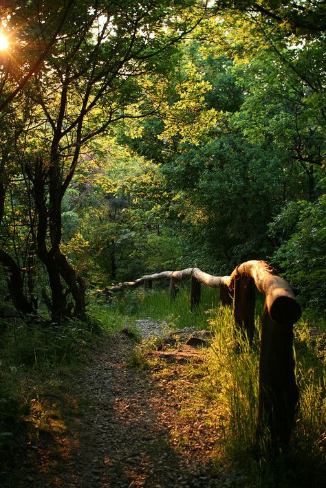 Sun Shining, Tree Photography, Forest Nature, Photography Landscape, Walk In The Woods, Tree Forest, Into The Woods, Green Gables, Green Trees