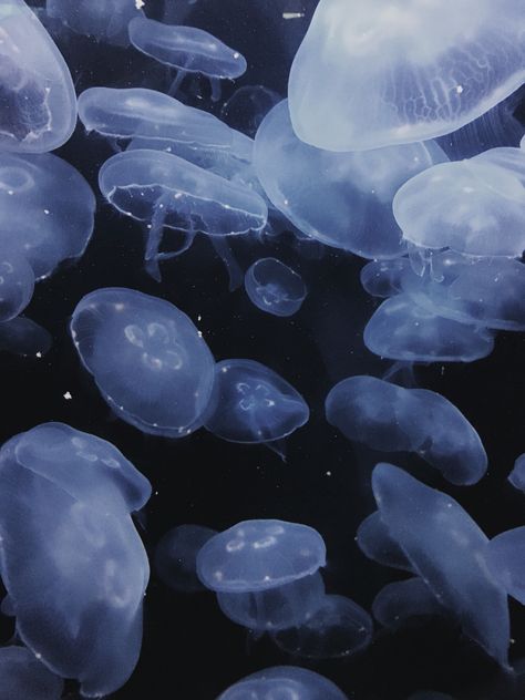 Jellyfish Widget, Jellyfish Pictures, Jellyfish Wallpaper, Wallpaper Widget, Sea Jellies, Cnidaria, Blue Jellyfish, Minimal Photography, Beautiful Sea Creatures