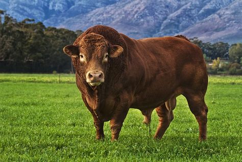 Limousin Cow, Limousin Cattle, Limousin Bull, Bull Painting, Bull Art, Bull Cow, Cattle Breeds, Cow Face, Beef Cattle