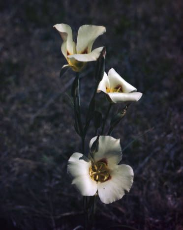 Sego Lily, Native American Legends, Colorful Dishes, Lily Bulbs, Sacred Plant, American Legend, Language Of Flowers, Fan Club, Historical Society