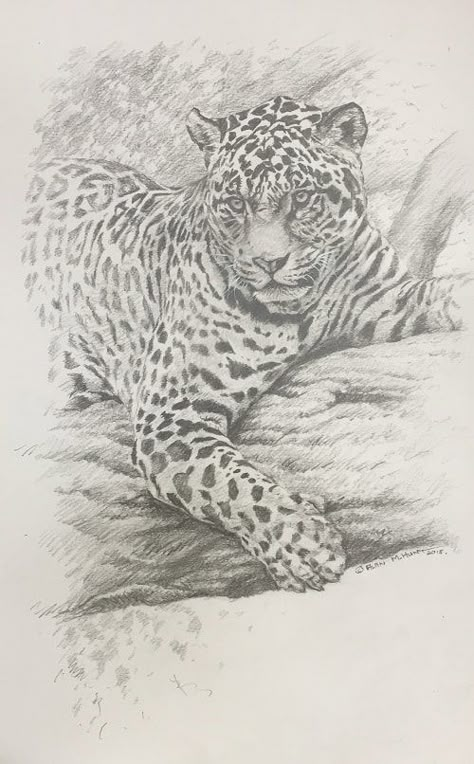 Big 5 Animals Drawings, Jaguar Drawing, Jaguar Sketch, Jaguar Eyes Drawing, Big Cat Sketch, Jaguar Drawing Sketches, Cat Girl Manga, Leopard Sketch, Leopard Drawing Realistic