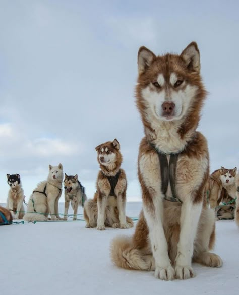 Rich Vacation, Greenland Dog, Wolf Husky, Sled Dogs, Sled Dog, Sea Ice, Dog Poses, Husky Lover, Siberian Huskies