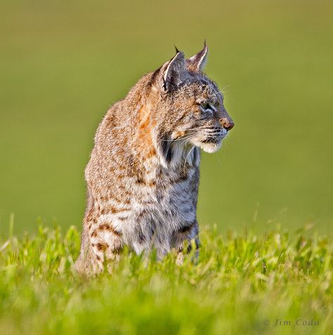 Bobcat in profile Bobcat Side Profile, Lynx Side Profile, Dragon Inspiration, Fav Animal, Dream Jobs, Big Cat, Side Profile, Lynx, Big Cats