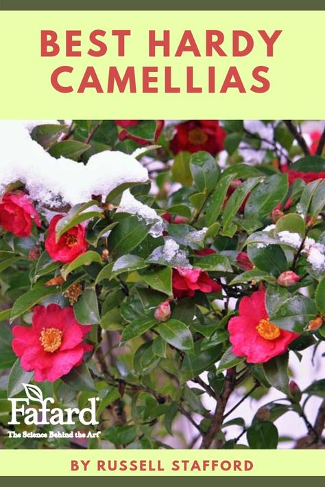 Camellias have been known to trigger acute plant envy in Northern U.S. gardeners.  If only those voluptuous blooms came on hardier shrubs that could withstand sub-zero temperatures. Here are the #best #hardy #camellias to grow. Cold Hardy Camellia, Front Yard Landscaping Simple, Garden Stepping Stones, Japanese Garden Design, Most Beautiful Gardens, Moon Garden, Gardening Advice, Garden Pests, Garden Theme