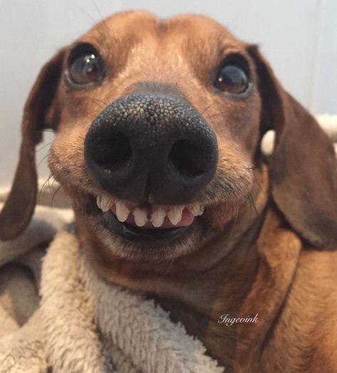 Hi🤓 I don't need a bracket for my teeth😊 What do you think? 🤔😉 . Visit us 👉 @love4wiener to view more cute wiener dog images and videos! .… Goofy Expressions, Wiener Dog Humor, Weenie Dogs, Dachshund Puppies, Smiling Dogs, Dog Teeth, Dachshund Love, Silly Animals, Dog Images