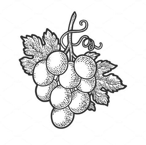 Grapes Sketch, Grape Tattoo, Grape Drawing, Wine Tattoo, Plate Drawing, Tattoo Vector, Bunch Of Grapes, Laser Engraved Ideas, Illustration T Shirt