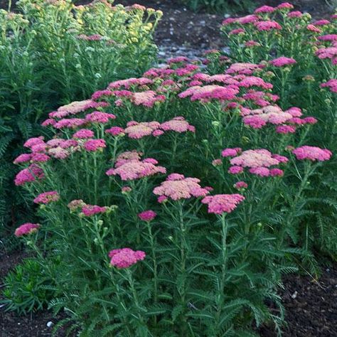 Garden Techniques, Yarrow Plant, Yarrow Flower, Pink Yarrow, Achillea Millefolium, Sun Garden, Flower Garden Design, Evergreen Plants, Growing Seeds