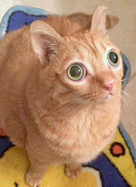 Potato Cat, Cat Memes Funny, Warrior Cats Funny, Funny Cat Names, Arte 8 Bits, Cat Hacks, Eye Stickers, Silly Cats Pictures, Orange Tabby Cats