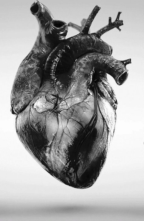 Anatomical Heart Art, Anatomical Heart Tattoo, Heart Anatomy, Heart Gif, Heart Poster, Black And White Heart, Heart Drawing, Heart Pictures, Ellie Goulding