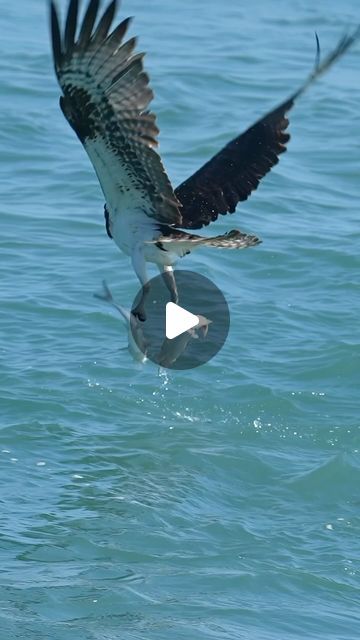 Mark Smith | Ospreys are pretty good at catching fish. Sometimes their excellent hunting skills reward them with 2. Both of these floppy danglers are ... | Instagram Catching Fish, Catfish, Pretty Good, The Locals, Diving, Hunting, Fish, Birds, Instagram