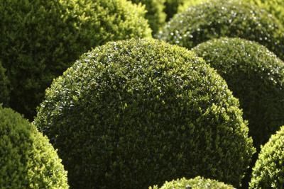 How to Trim a Round Bush How To Trim Bushes, Bushes And Shrubs, Perennial Shrubs, Garden Shrubs, Evergreen Plants, Evergreen Shrubs, Trees And Shrubs, Cool Plants, Urban Garden