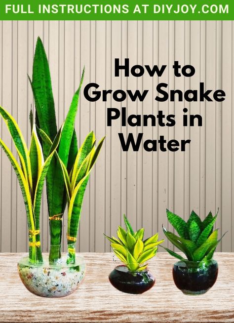 How To Grow Snake Plant, Snake Plant In Water Vase, Snake Plants In Water, Snake Plant In Water, Plant In Water, Plants Grown In Water, Home Plants, Snake Plants, Diy Gardening