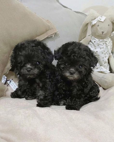 We have male and female teacup Poodle puppies available. They are both home and potty trained Teacup Poodle Haircut Styles, Tea Cup Puppies, Black Dogs Breeds, Teacup Poodles, Teacup Poodle Puppies, Teacup Poodle, Poodle Puppies For Sale, Teacup Yorkie Puppy, Dream Pet