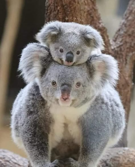 Adorable Baby Animals, Koala Bears, Cutee Animals, Baby Koala, Cute Koala, Birds Nature, Cuddly Animals, Cute Animals Images, Australian Animals