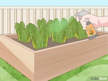 3 Simple Ways to Keep Rats Out of a Vegetable Garden - wikiHow Rat Proof Garden, How To Keep Rats Out Of Garden, Veg Patch, Veg Garden, Plant Protection, Tomato Plants, Garden Pests, Vegetable Gardening, Garden Boxes