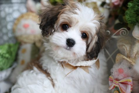 Cavachon Puppies for Sale | Cavachon Breeders Cavachon Full Grown, Cavachon Dog, Forever Puppy, Cavapoo Puppies For Sale, Cavachon Puppies, Puppy Valentines, Puppy Friends, What Kind Of Dog, Cavapoo Puppies