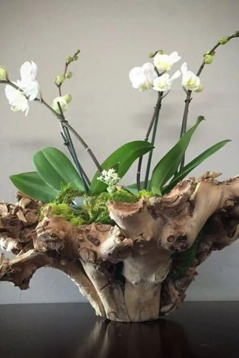 Plants are beautiful and natural additions to any home, and they have been shown to have numerous benefits for both physical and… Hanging Orchid, Orchid Plant Care, Orchid Flower Arrangements, Orchid Planters, Orchid Centerpieces, Orchid Plant, Ikebana Flower Arrangement, Growing Orchids, Orchids Garden