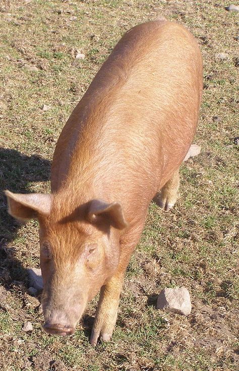 Tamworth pig. Photo courtesy of Wikipedia. Best Farm Animals, Tamworth Pig, Newark Ohio, Homesteading Animals, Livestock Farming, Tamworth, Dream Property, Pig Farming, This Little Piggy