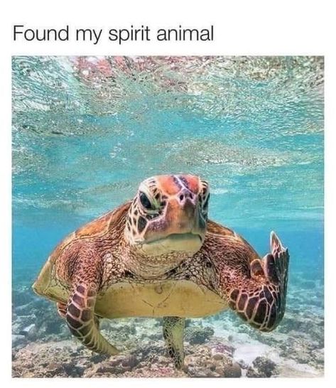 Turtle Meme, Sea Turtles Photography, Sea Turtle Pictures, Comedy Wildlife Photography, Turtles Funny, Turtle Love, Underwater Photos, A Turtle, Funny Animal Memes