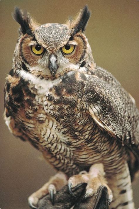 Awesome Owls, Owl Posters, Owl Photography, Owl Artwork, Owl Tattoo Design, Owl Photos, Hoot Owl, Owl Pictures, Great Horned Owl