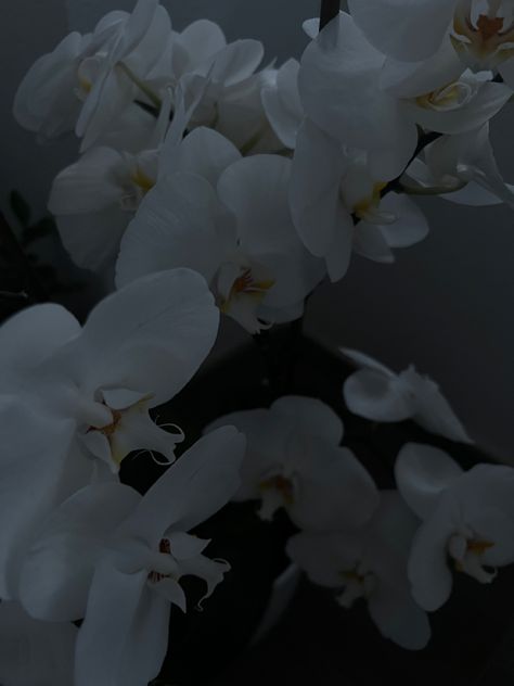 White orchid flower, plant #aesthetic #flower #garden #whiteaesthetic White Orchid Aesthetic, Ivory Plant, Orchid Flower Aesthetic, Orchids Aesthetic, Orchid Aesthetic, White Flower Wallpaper, Moon Altar, Jjk Oc, Orchid Photography