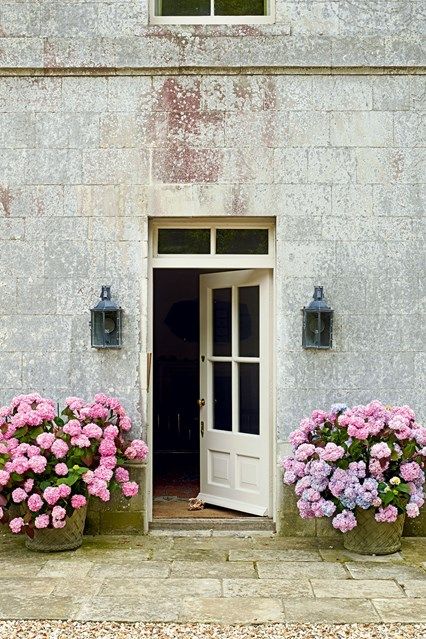 Hydrangea Planters, Front Door Flower Pot Ideas, Large Garden Pots, Hydrangea Potted, Pink Hydrangeas, Plants Uk, Garden Plant Pots, Large Flower Pots, Hydrangea Garden