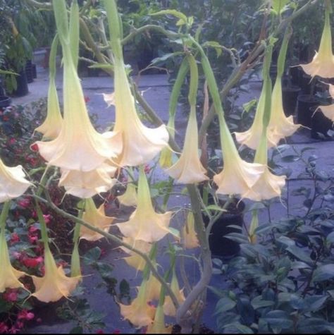 Piskel Art, Angel Trumpet, Nothing But Flowers, Flower Therapy, January 20, Pretty Plants, Fairy Dust, Sanskrit, Nature Aesthetic